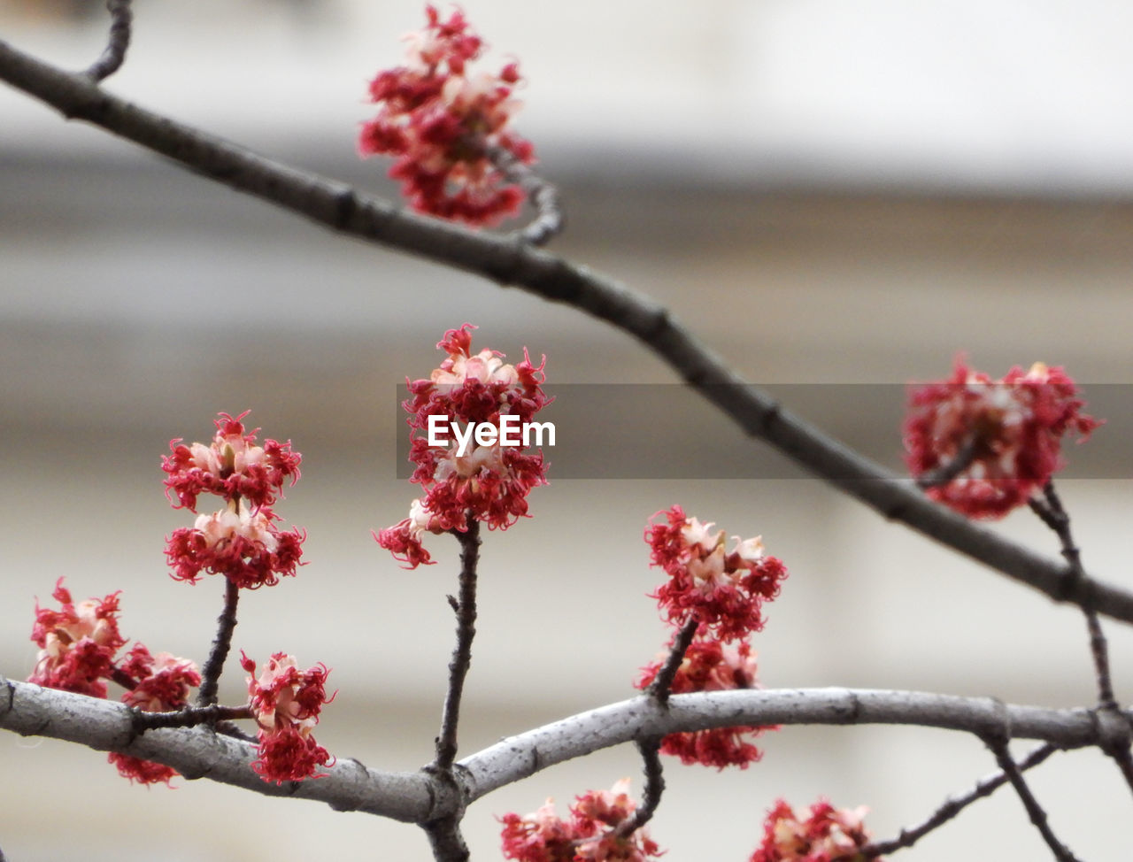 Close-up of red flowering plant during winter