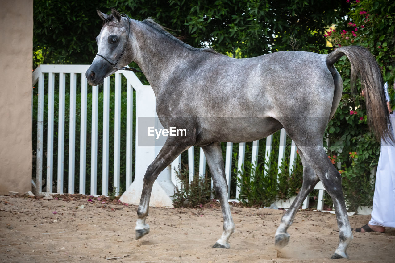 Side view of a horse on the ground