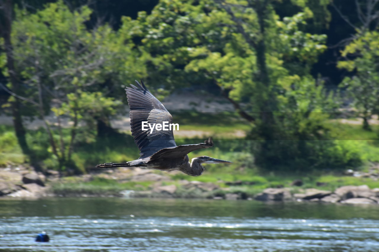 BIRD FLYING OVER THE LAKE