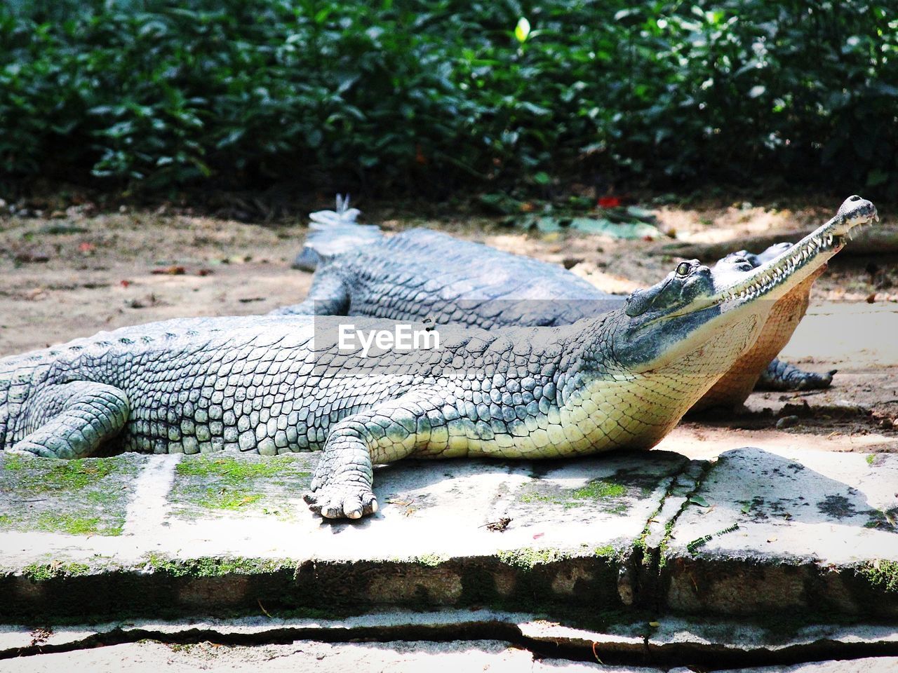 animal themes, animal, crocodile, animal wildlife, wildlife, reptile, one animal, alligator, nature, no people, zoo, relaxation, day, plant, outdoors, water, animal body part, tree