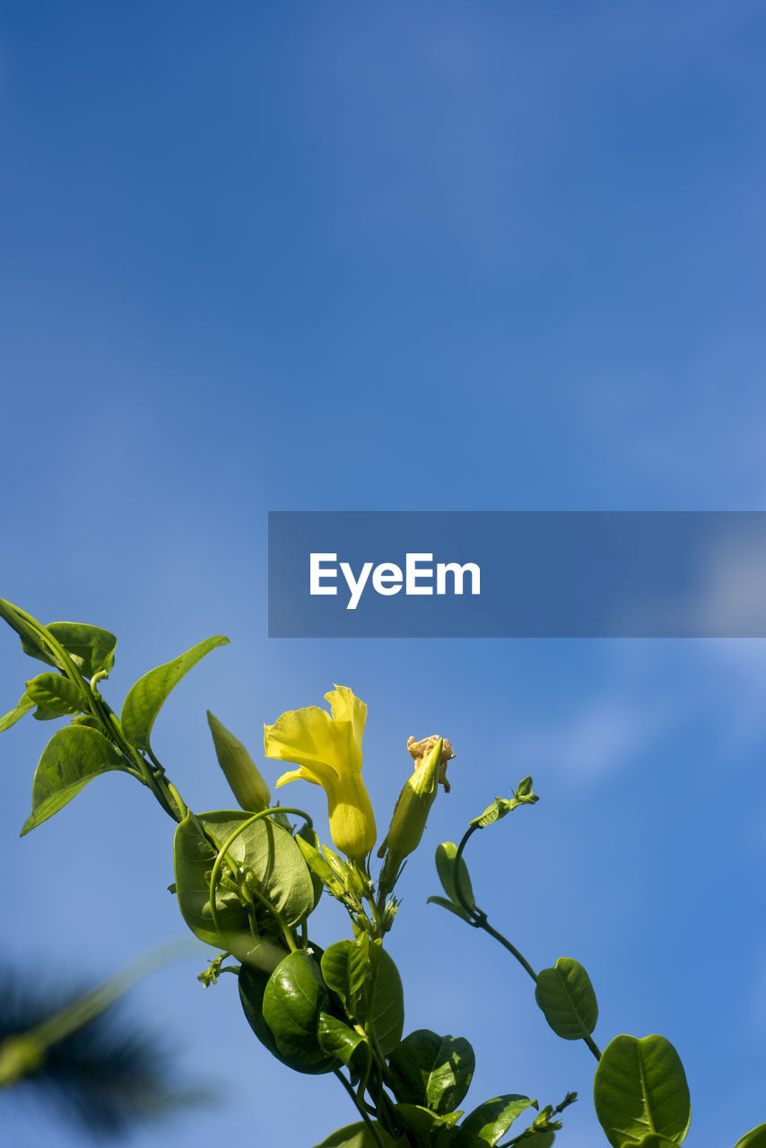 CLOSE-UP OF PLANTS AGAINST BLUE SKY