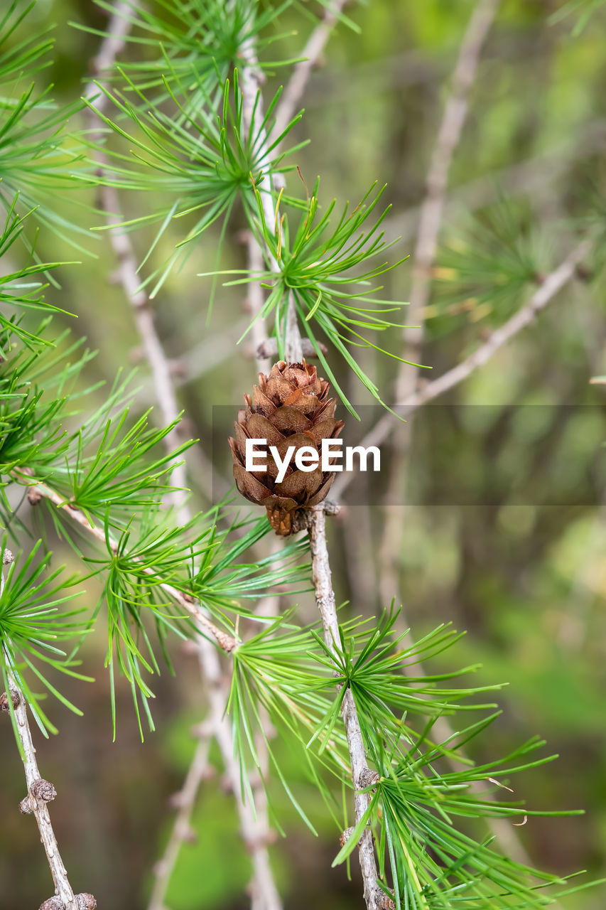 Larch trees with beautiful cones that hang beautifully during the autumn time in swedish nature