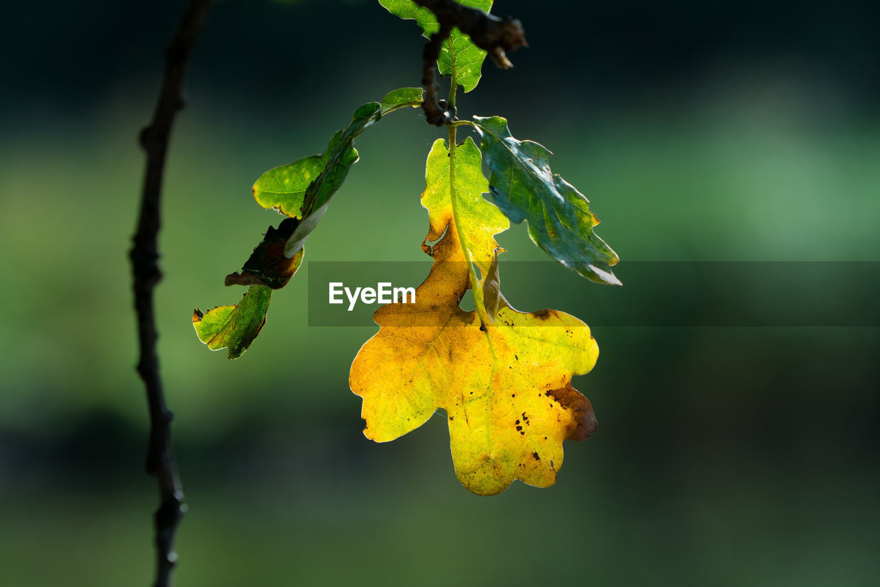 CLOSE-UP OF YELLOW LEAF ON TREE