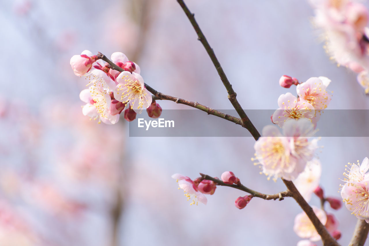 plant, flower, blossom, flowering plant, freshness, beauty in nature, springtime, tree, fragility, branch, pink, nature, growth, spring, cherry blossom, produce, close-up, food, focus on foreground, food and drink, no people, fruit, outdoors, flower head, twig, inflorescence, macro photography, cherry tree, plum blossom, day, petal, selective focus, cherry, almond tree, botany, fruit tree, bud, tranquility, almond, pollen