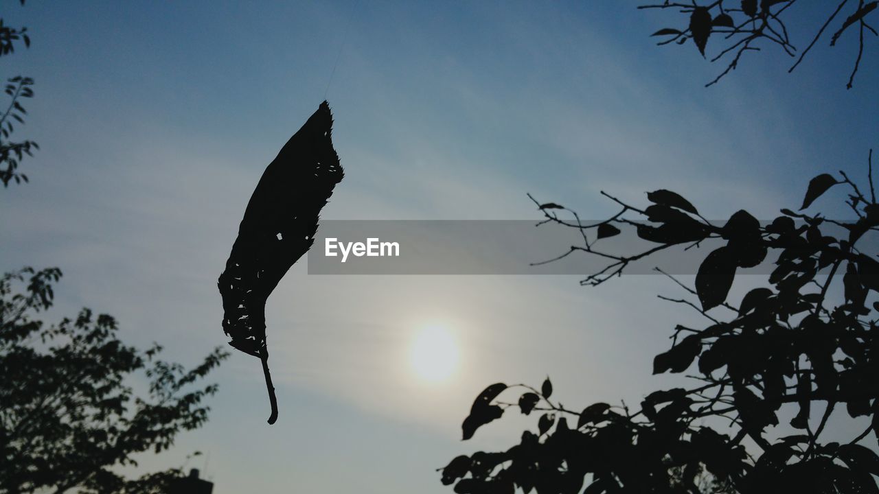 LOW ANGLE VIEW OF SILHOUETTE TREES AGAINST SKY AT SUNSET