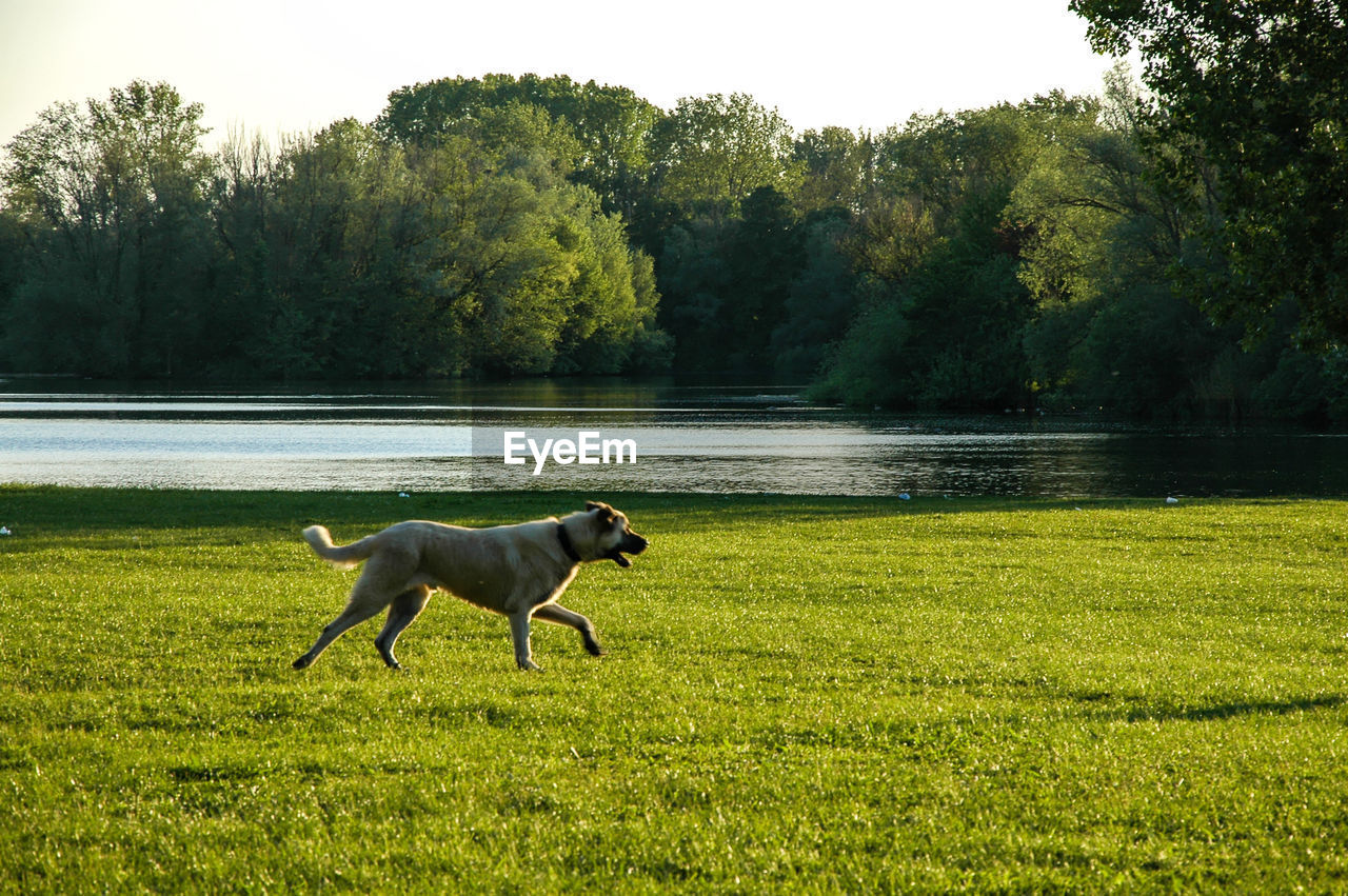 View of a dog on landscape