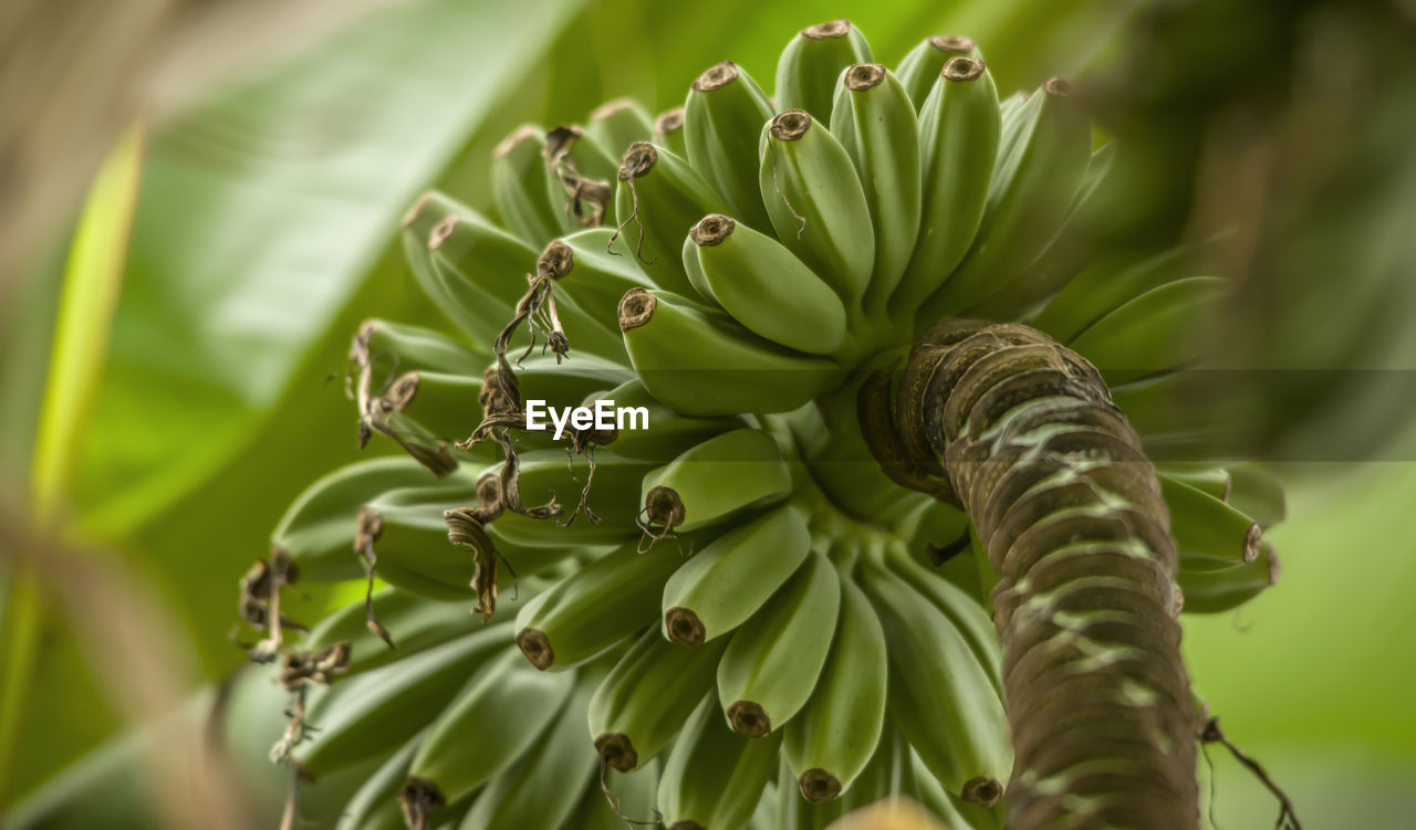 Bunch of raw banana fruits in the garden.