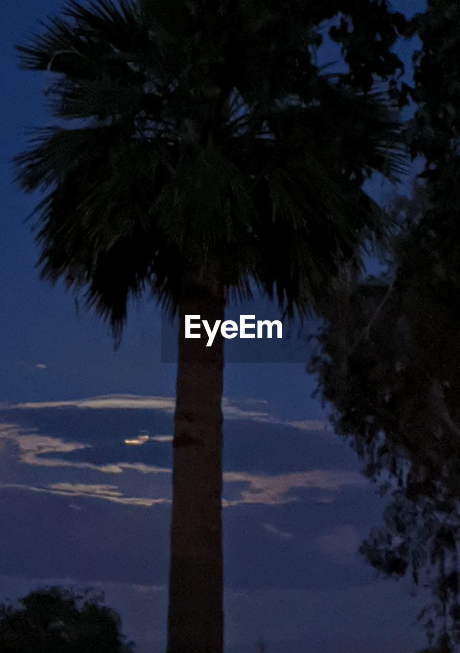 LOW ANGLE VIEW OF COCONUT PALM TREE AGAINST SKY