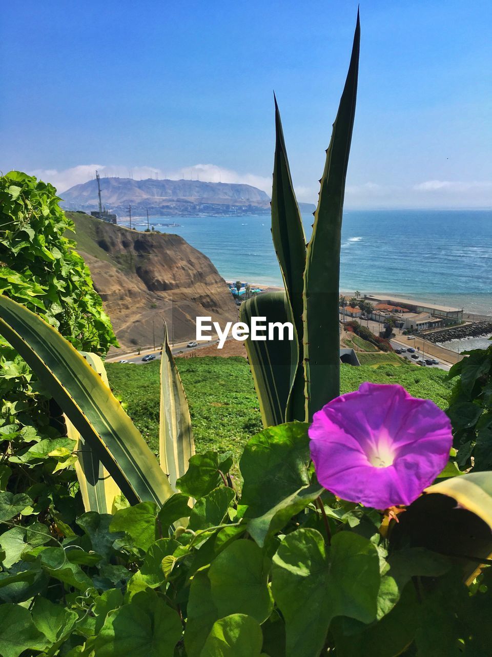 SCENIC VIEW OF SEA AND PLANTS AGAINST SKY