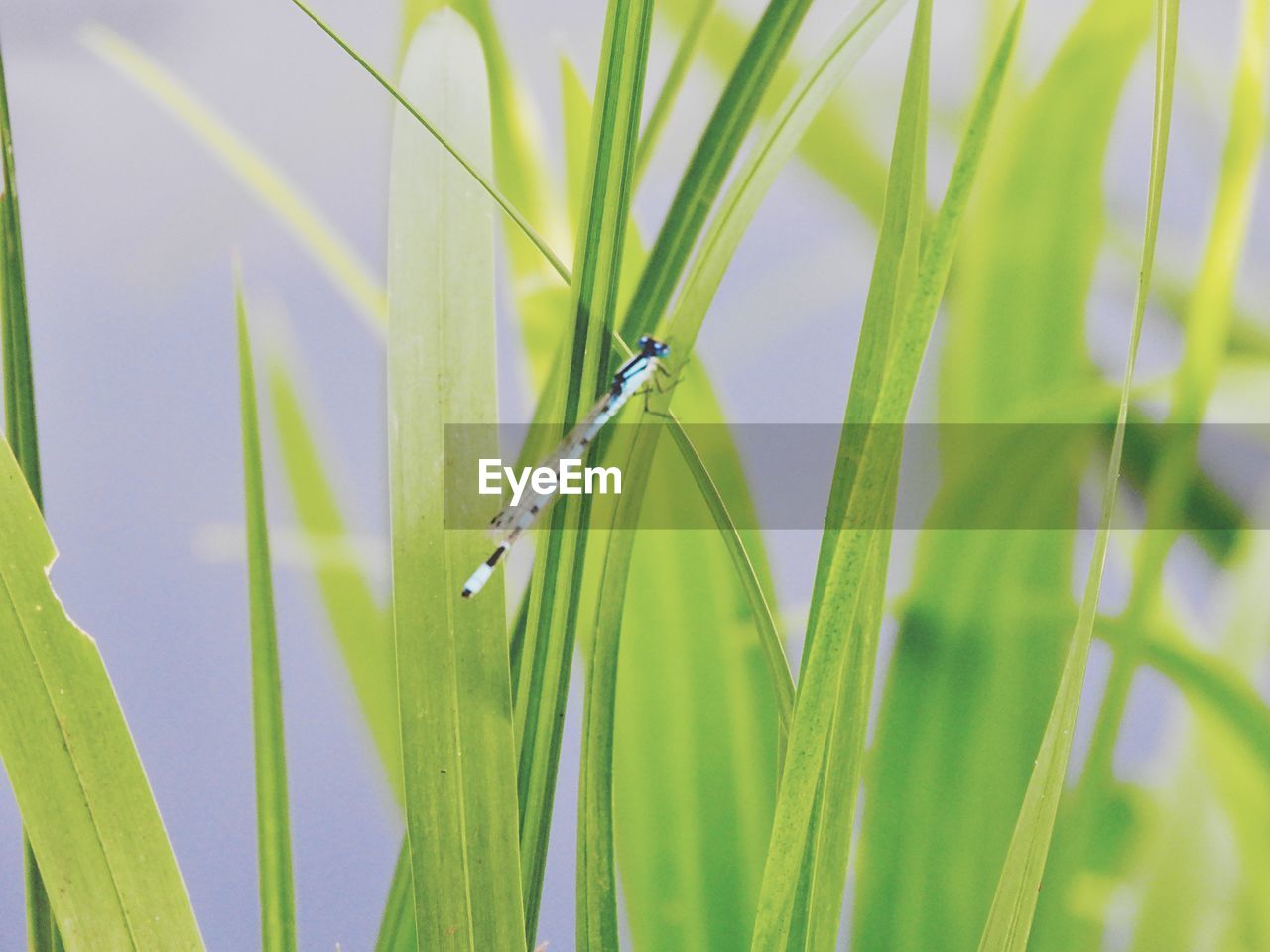 Blue dragonfly close-up

