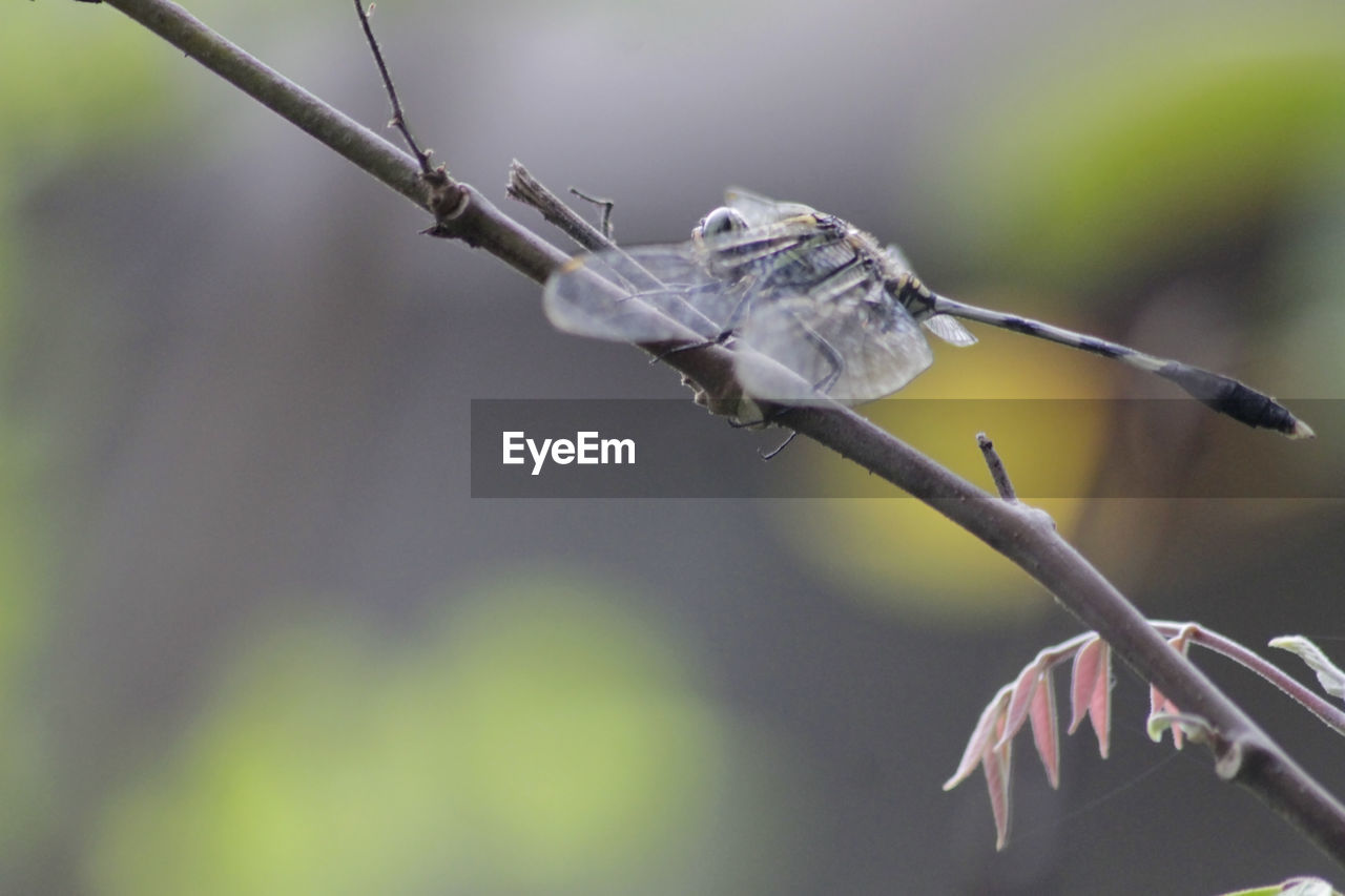 CLOSE-UP OF INSECT PERCHING ON PLANT