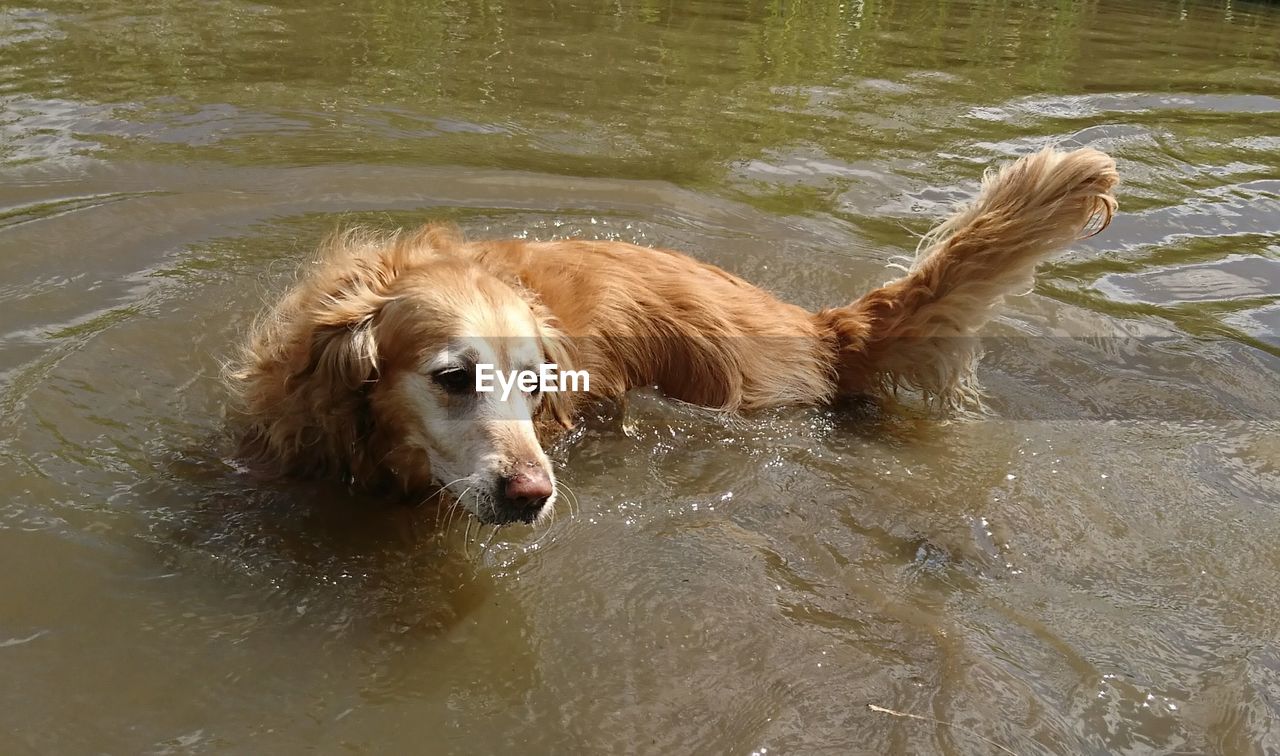 DOG ON LAKE