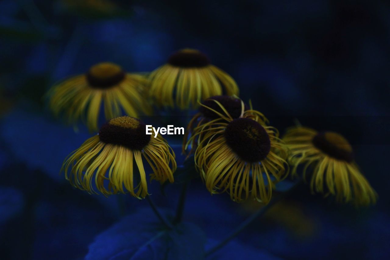 Close-up of yellow flowers blooming outdoors