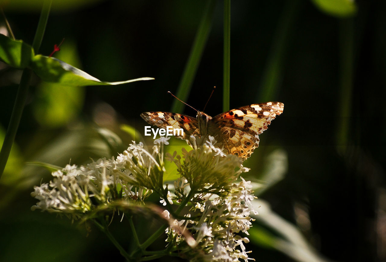 Close-up of butterfly pollinating flower