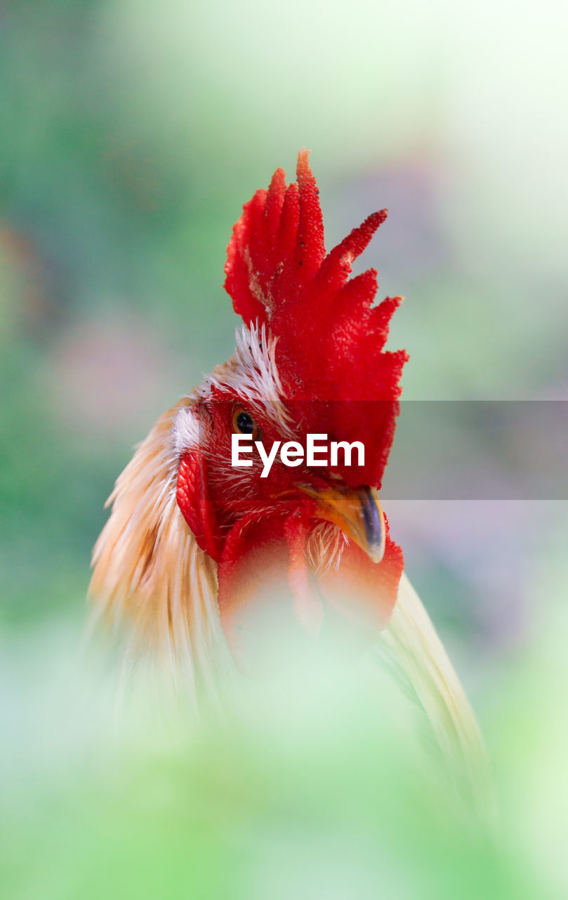 CLOSE-UP OF ROOSTER ON RED LEAF