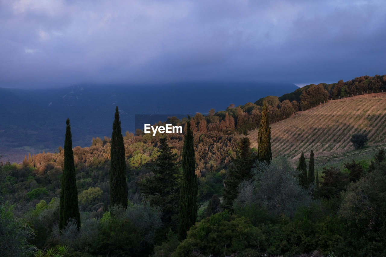 Scenic view of vineyard against sky