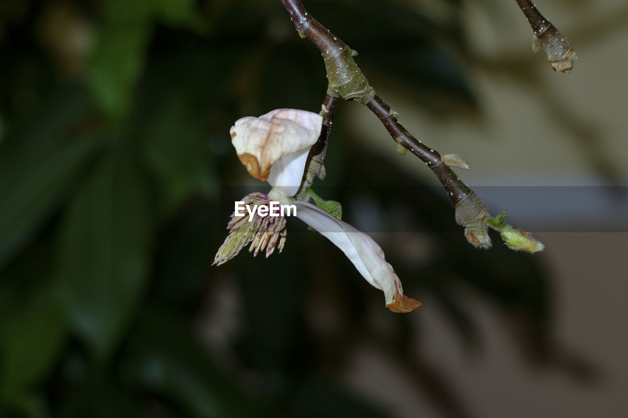 Close-up of butterfly on flower tree