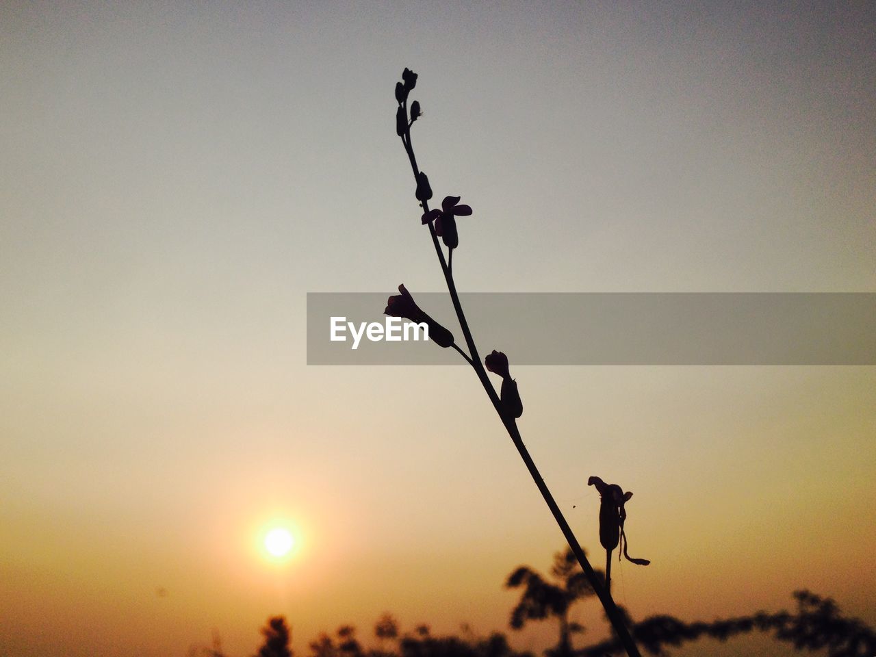 CLOSE-UP OF SILHOUETTE PLANT AGAINST SKY