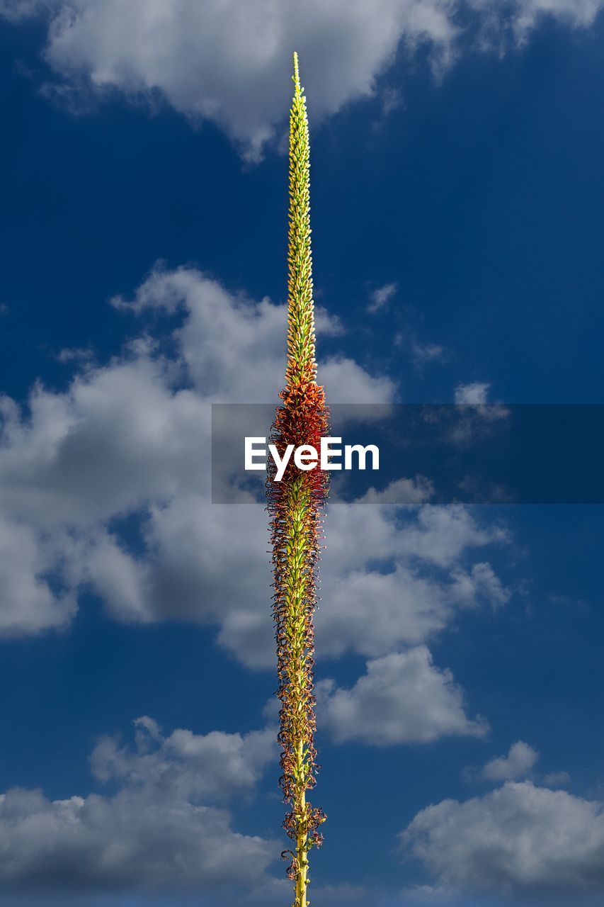 Yucca flowering against a partly sunny terlingua, texas sky