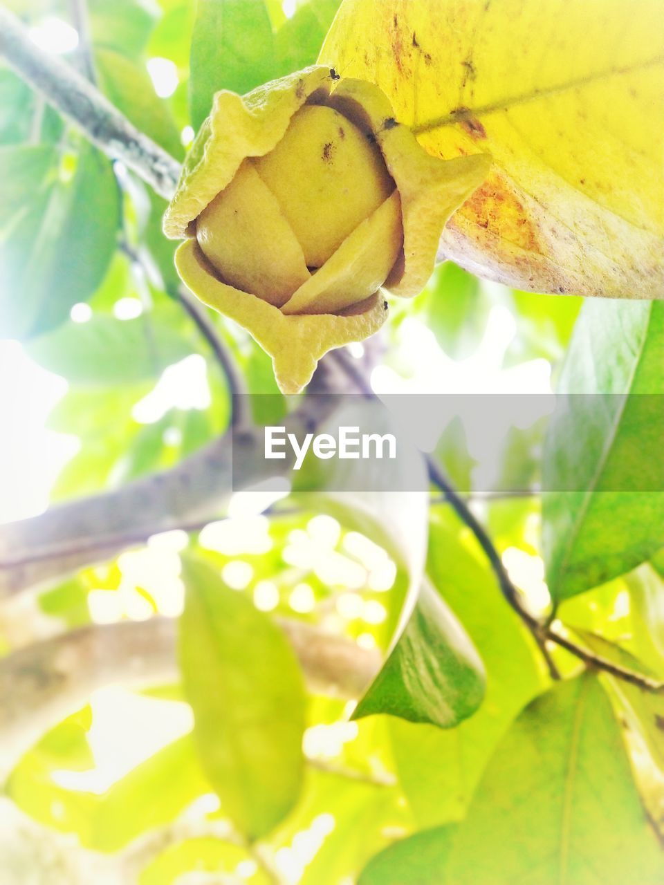 CLOSE-UP OF YELLOW FLOWERING PLANT LEAVES