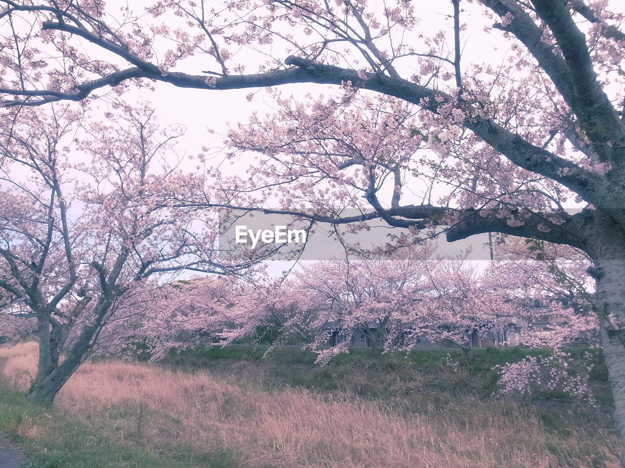 VIEW OF CHERRY BLOSSOM TREE