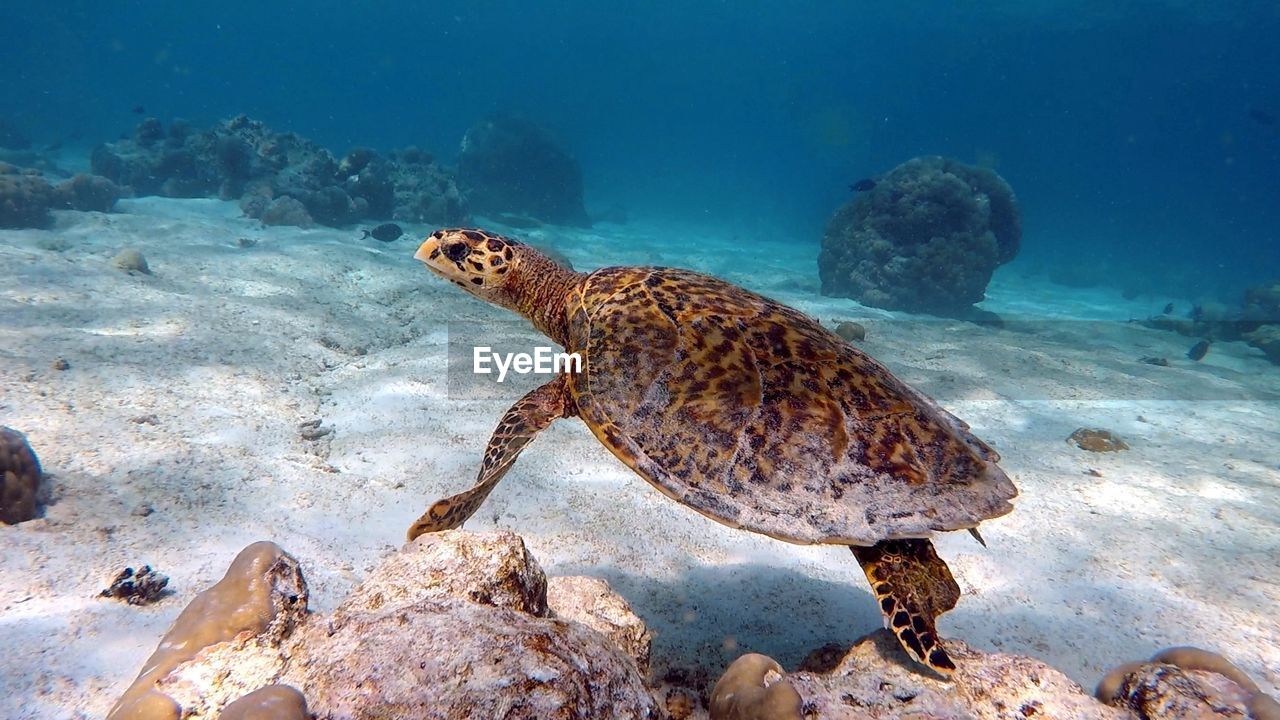 animal wildlife, animal, animal themes, sea turtle, turtle, sea, wildlife, water, reef, undersea, underwater, reptile, sea life, loggerhead sea turtle, marine, nature, one animal, tortoise, coral, fish, aquarium, swimming, marine biology, no people, water sports, beauty in nature, sports, travel destinations, outdoors, coral reef