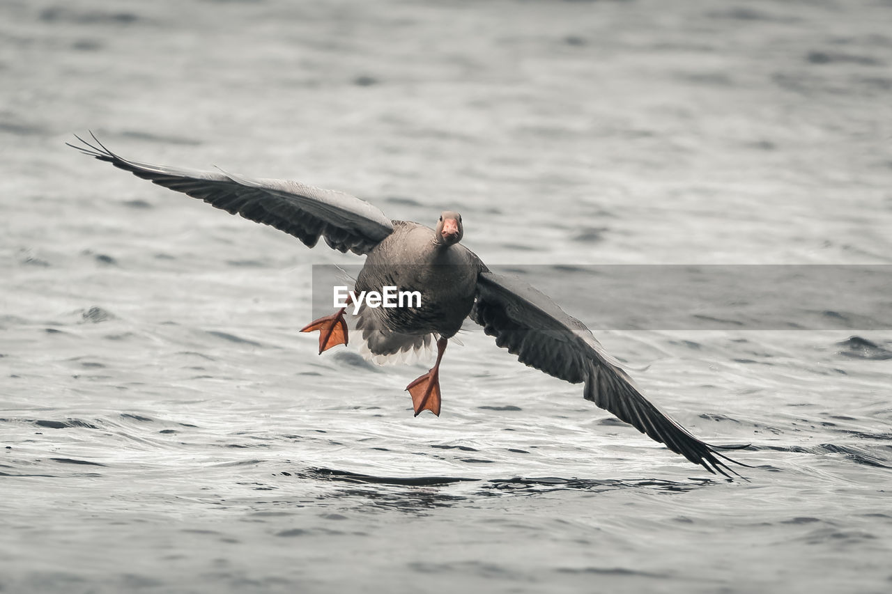 Bird flying over sea