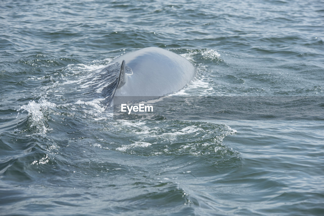 VIEW OF WHALE SWIMMING IN SEA WATER