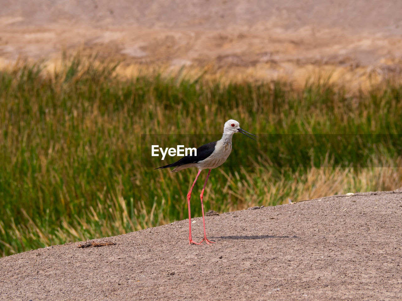 SIDE VIEW OF SEAGULL ON THE ROAD