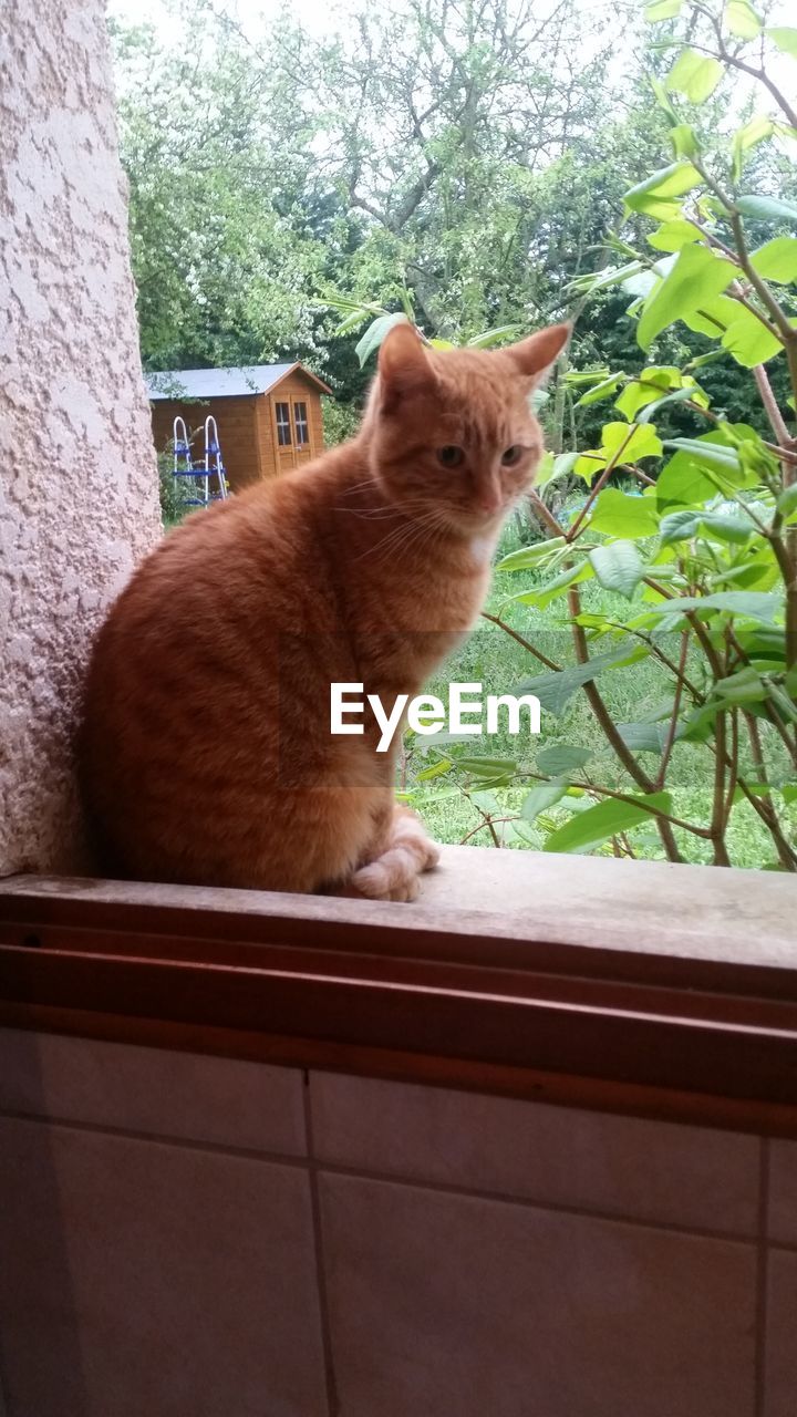 Cat sitting on window sill