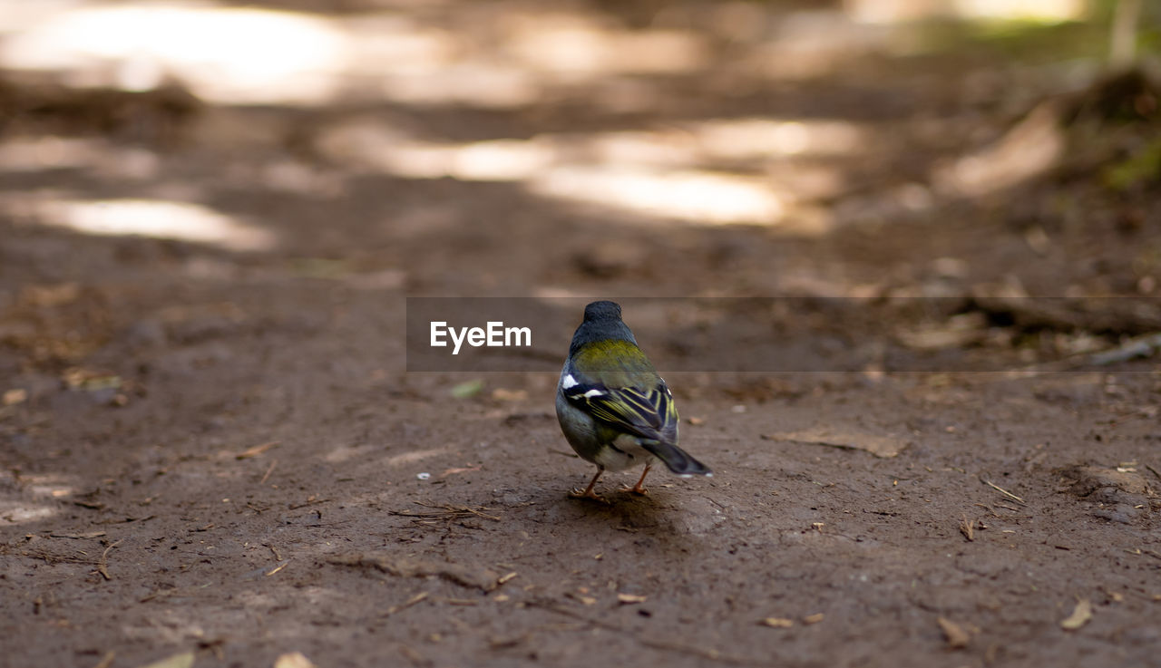 animal themes, animal, animal wildlife, wildlife, bird, nature, one animal, close-up, green, no people, macro photography, environment, land, outdoors, full length, day, leaf, selective focus, soil