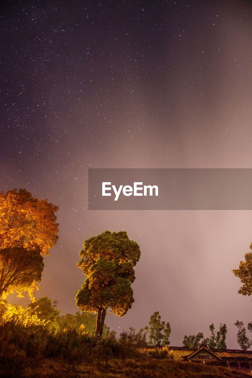 Low angle view of trees against sky at night