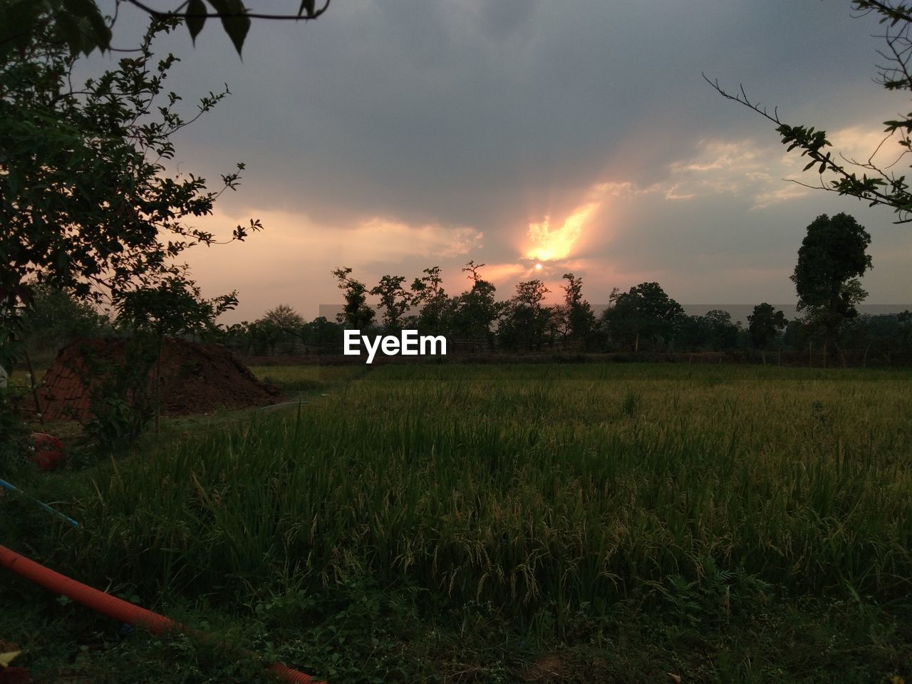 SCENIC VIEW OF GRASSY FIELD AGAINST SKY DURING SUNSET