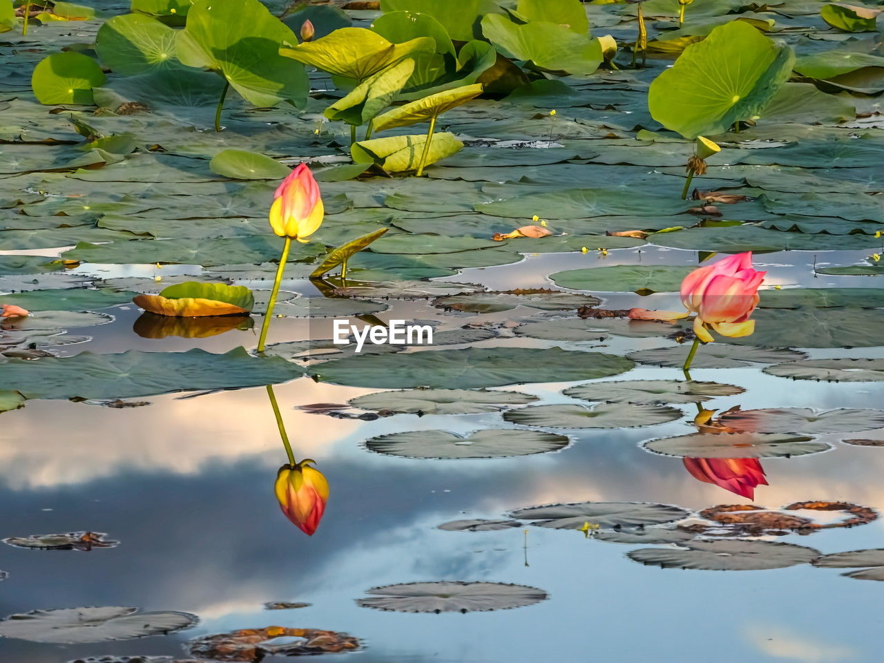 water, water lily, flower, leaf, lake, plant part, nature, beauty in nature, floating on water, floating, plant, flowering plant, lily, reflection, lotus water lily, no people, freshness, tranquility, aquatic plant, outdoors, day, environment, pink, fragility, green, growth