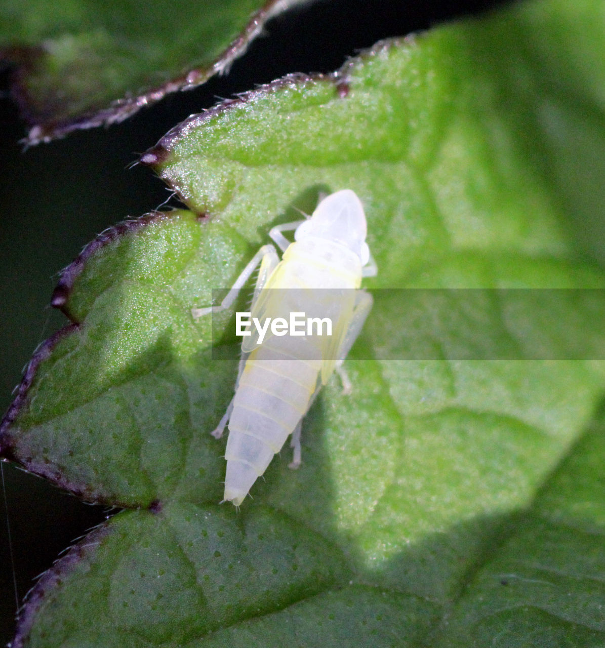 CLOSE-UP OF GRASSHOPPER ON LEAF