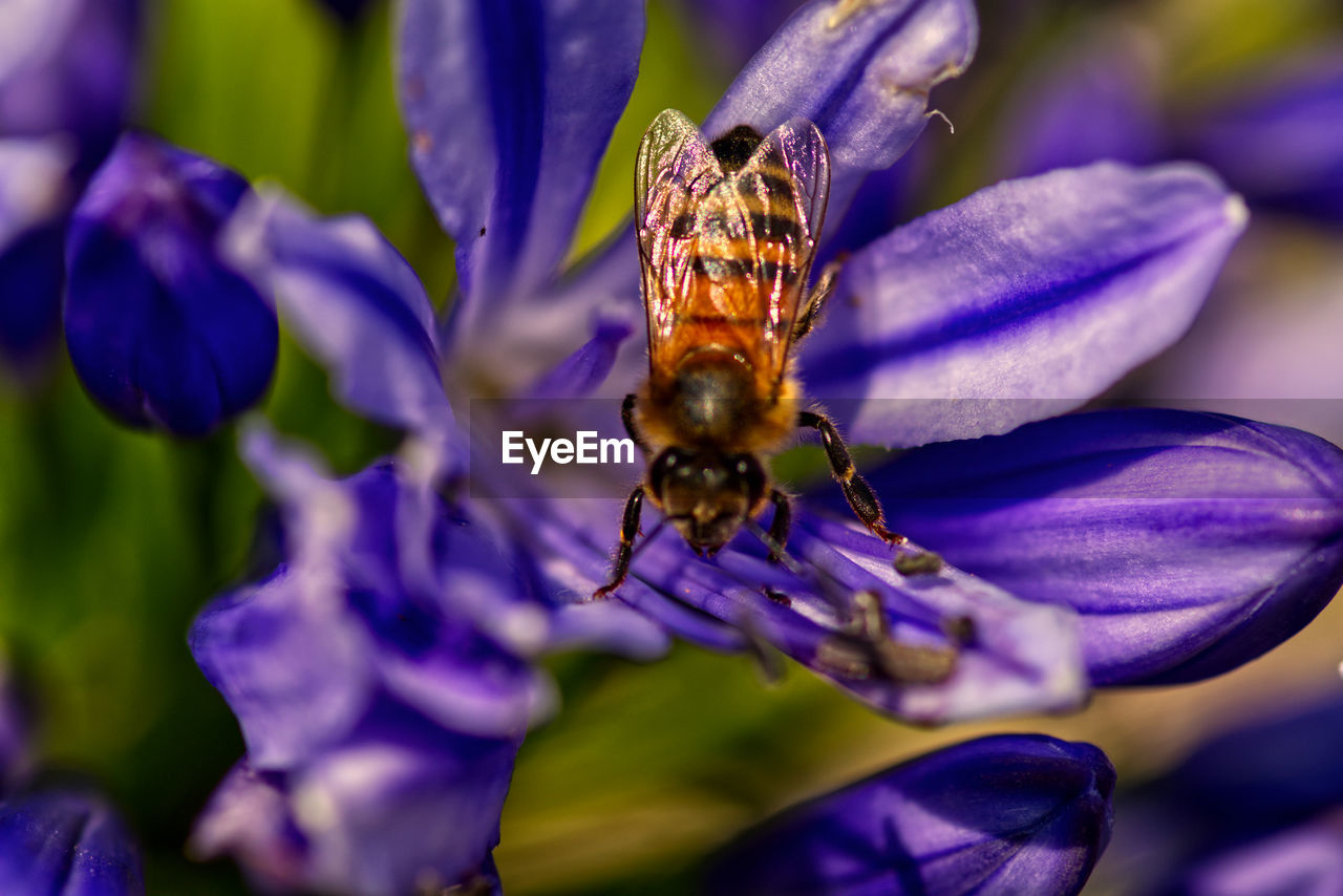 flower, flowering plant, beauty in nature, plant, purple, animal themes, animal wildlife, animal, insect, close-up, nature, freshness, one animal, wildlife, macro, fragility, bee, honey bee, macro photography, petal, blue, no people, flower head, outdoors, growth, focus on foreground, environment, animal body part, summer, food, wildflower, selective focus, extreme close-up, blossom, eating, magnification