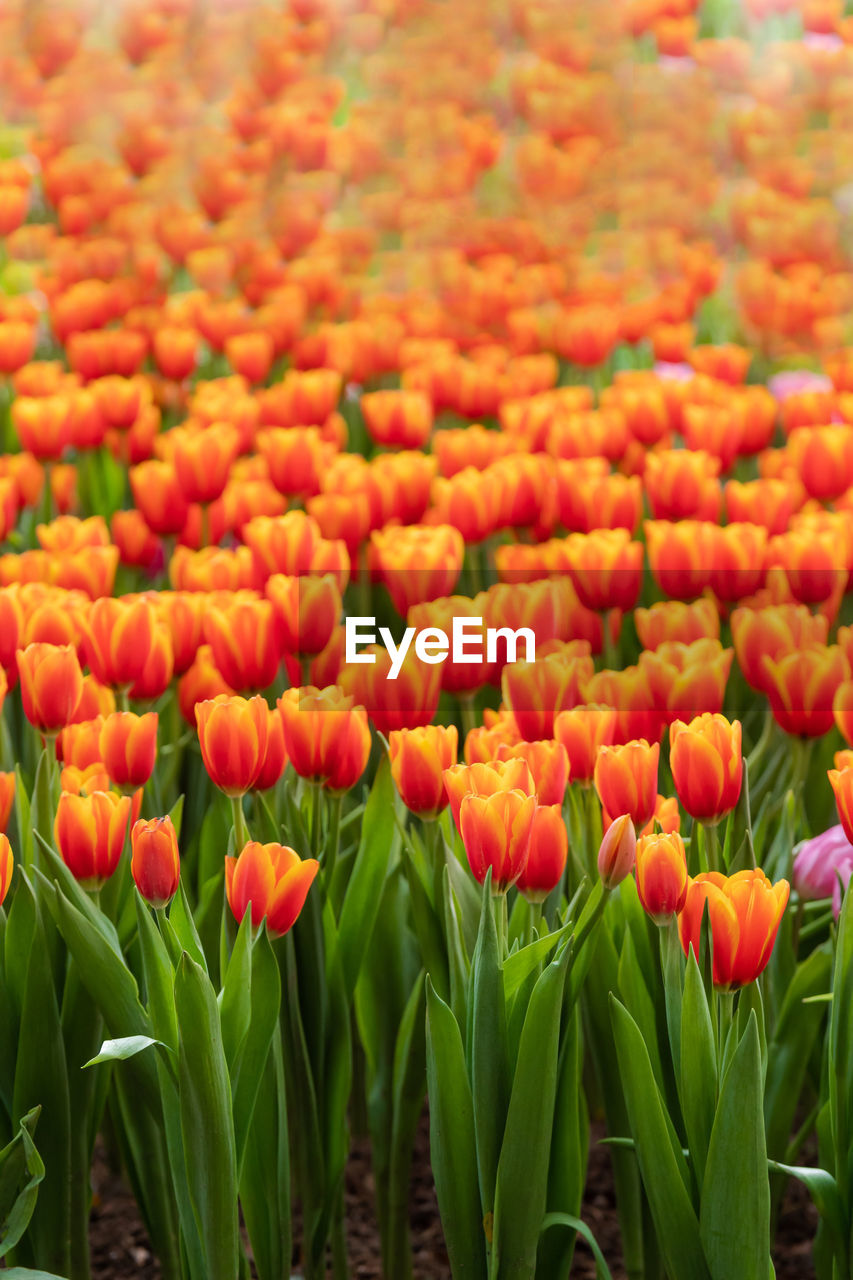 Close-up of red tulips in field