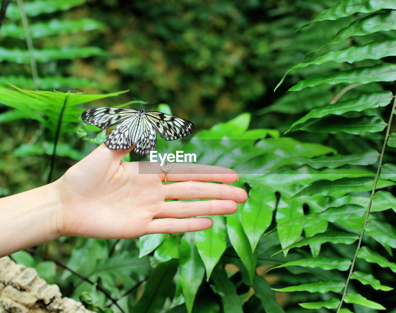 BUTTERFLY ON LEAF