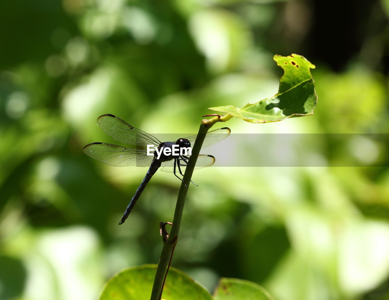 CLOSE-UP OF GRASSHOPPER