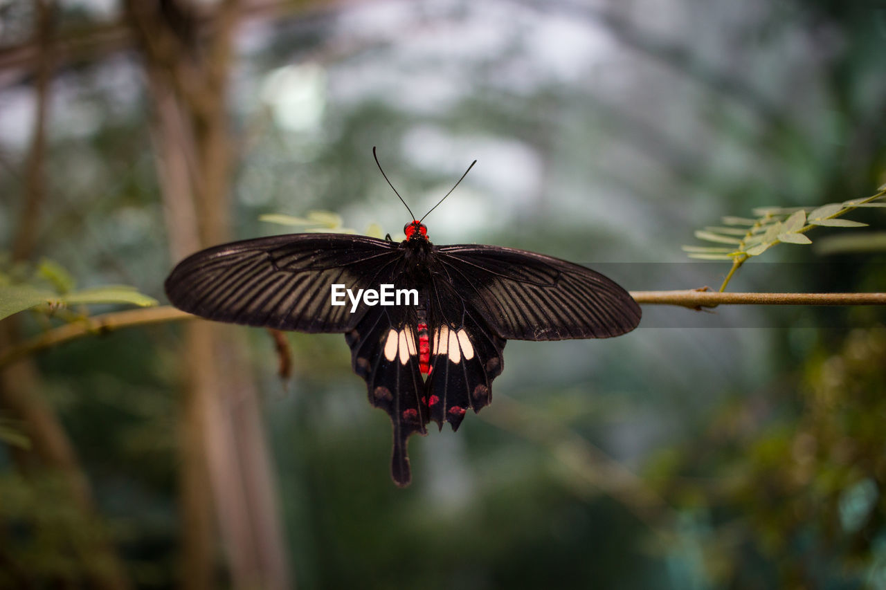 CLOSE-UP OF BUTTERFLY PERCHING ON A PLANT