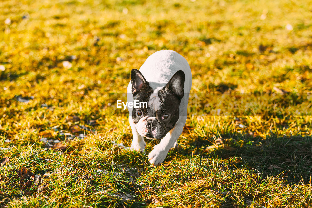 PORTRAIT OF DOG WEARING HAT ON FIELD