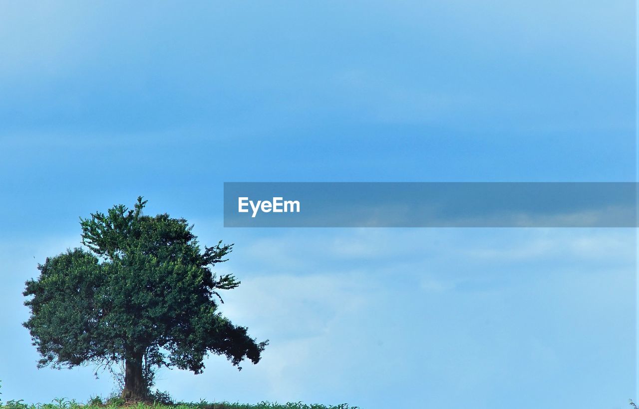 LOW ANGLE VIEW OF TREES AGAINST SKY