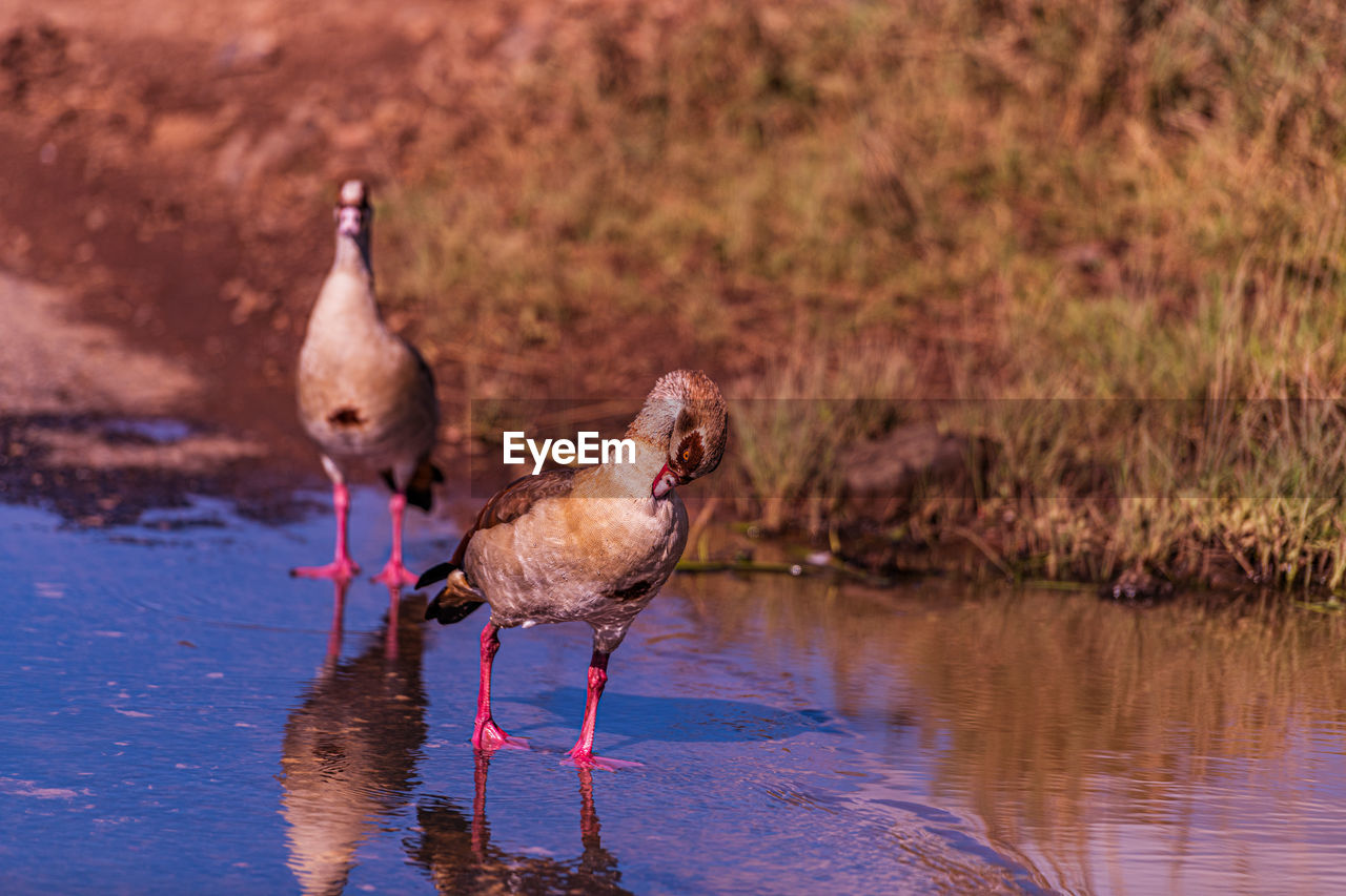 animal themes, animal, bird, animal wildlife, wildlife, water, group of animals, nature, no people, reflection, lake, water bird, outdoors, two animals, travel destinations, day, focus on foreground