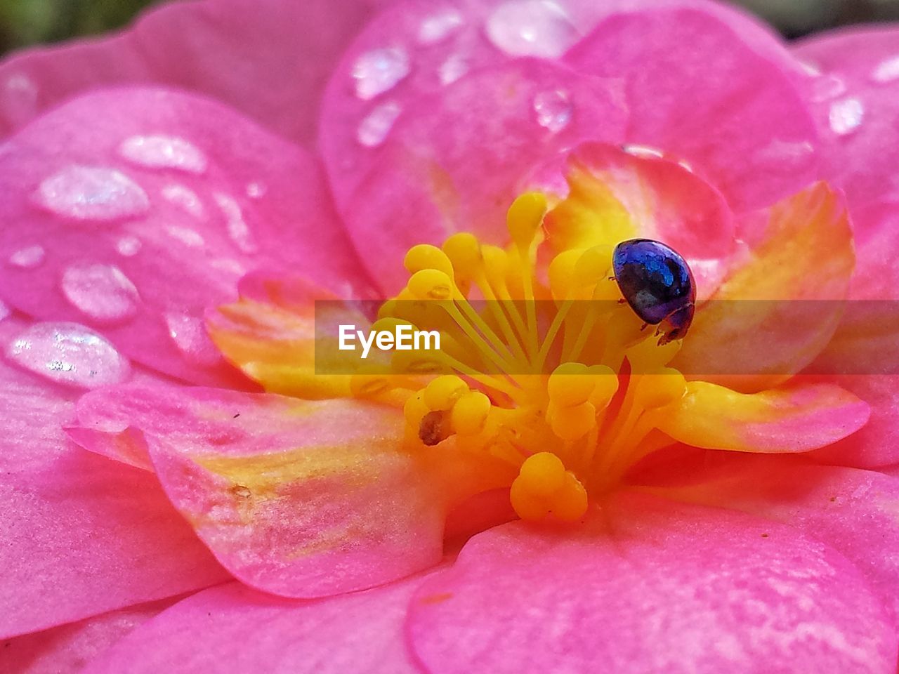 CLOSE-UP OF INSECT ON FLOWER