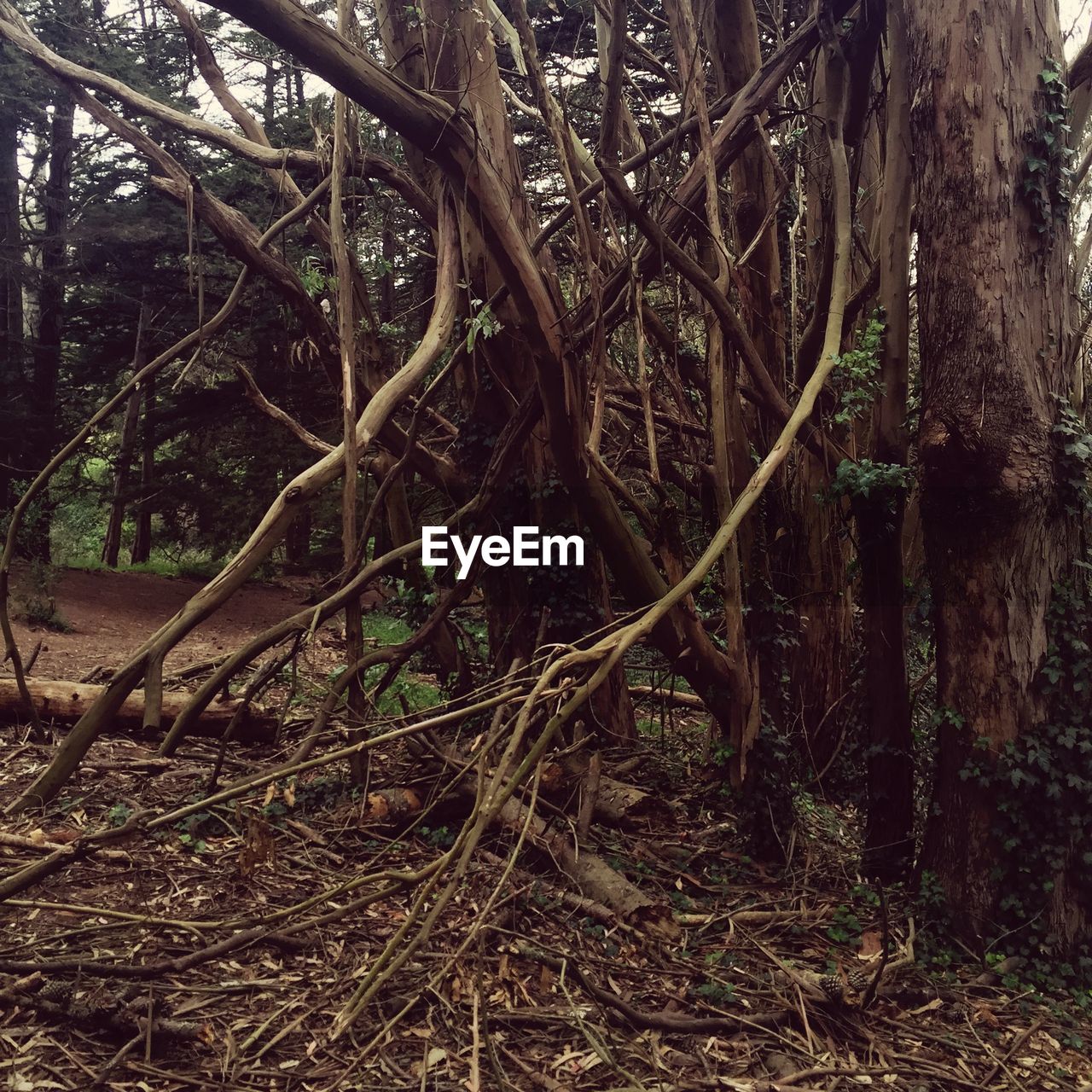 VIEW OF TREES IN FOREST