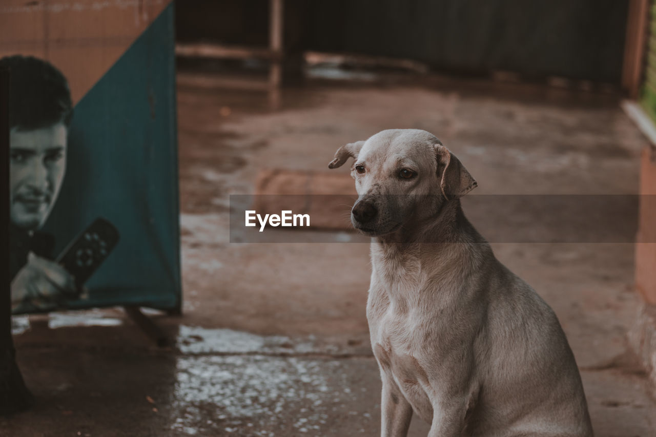 PORTRAIT OF DOG OUTDOORS