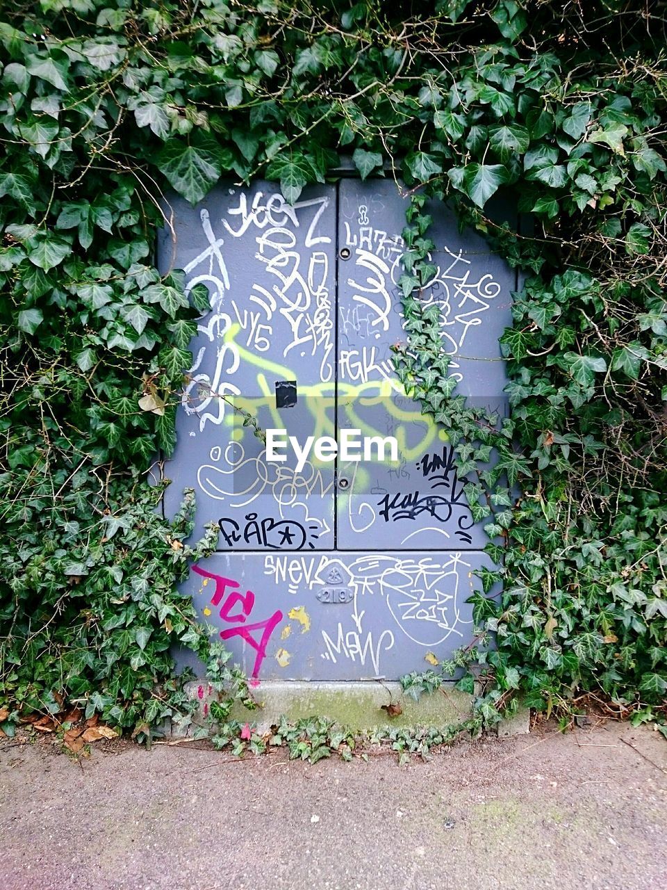 Ivy growing on graffiti wall