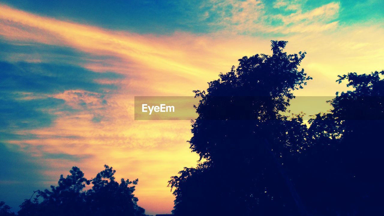 LOW ANGLE VIEW OF SILHOUETTE TREES AGAINST SKY