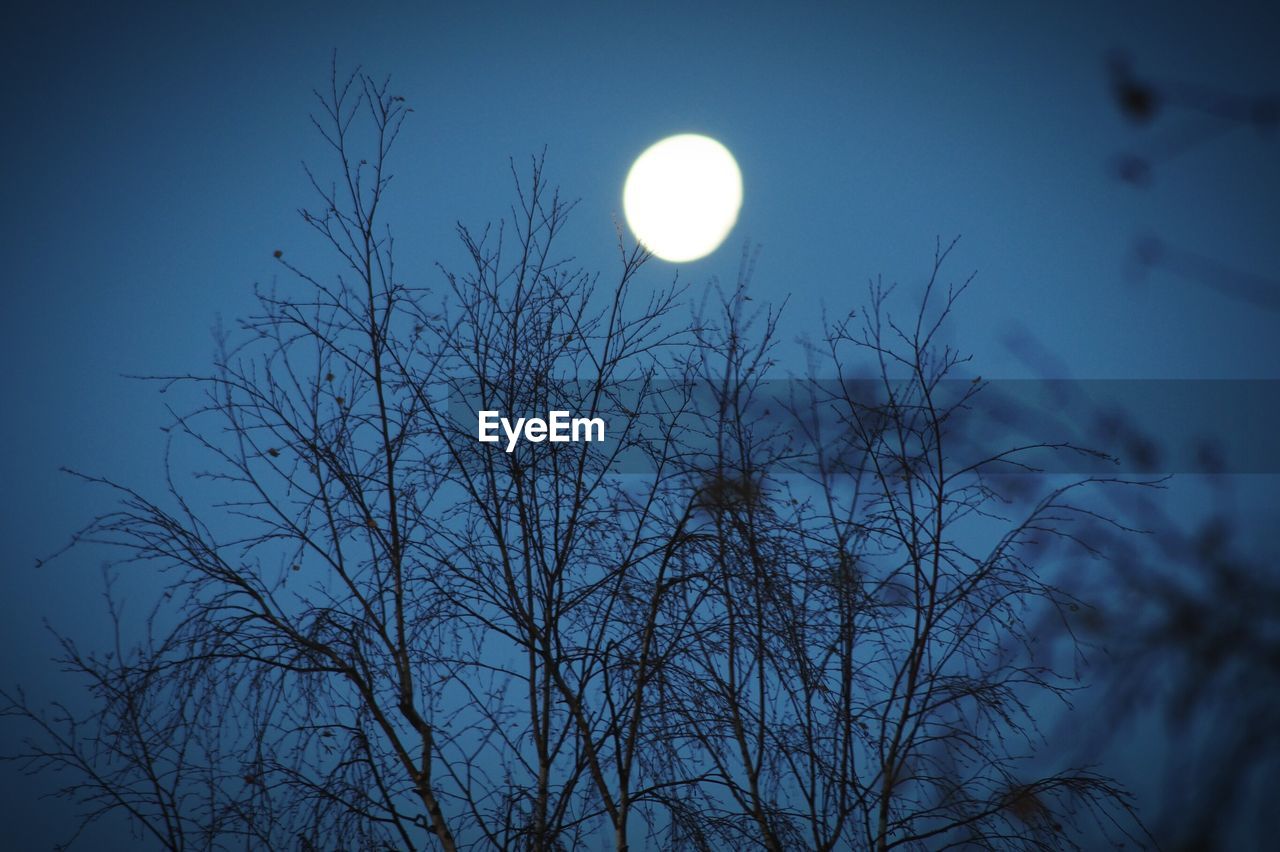 Low angle view of bare tree against moon