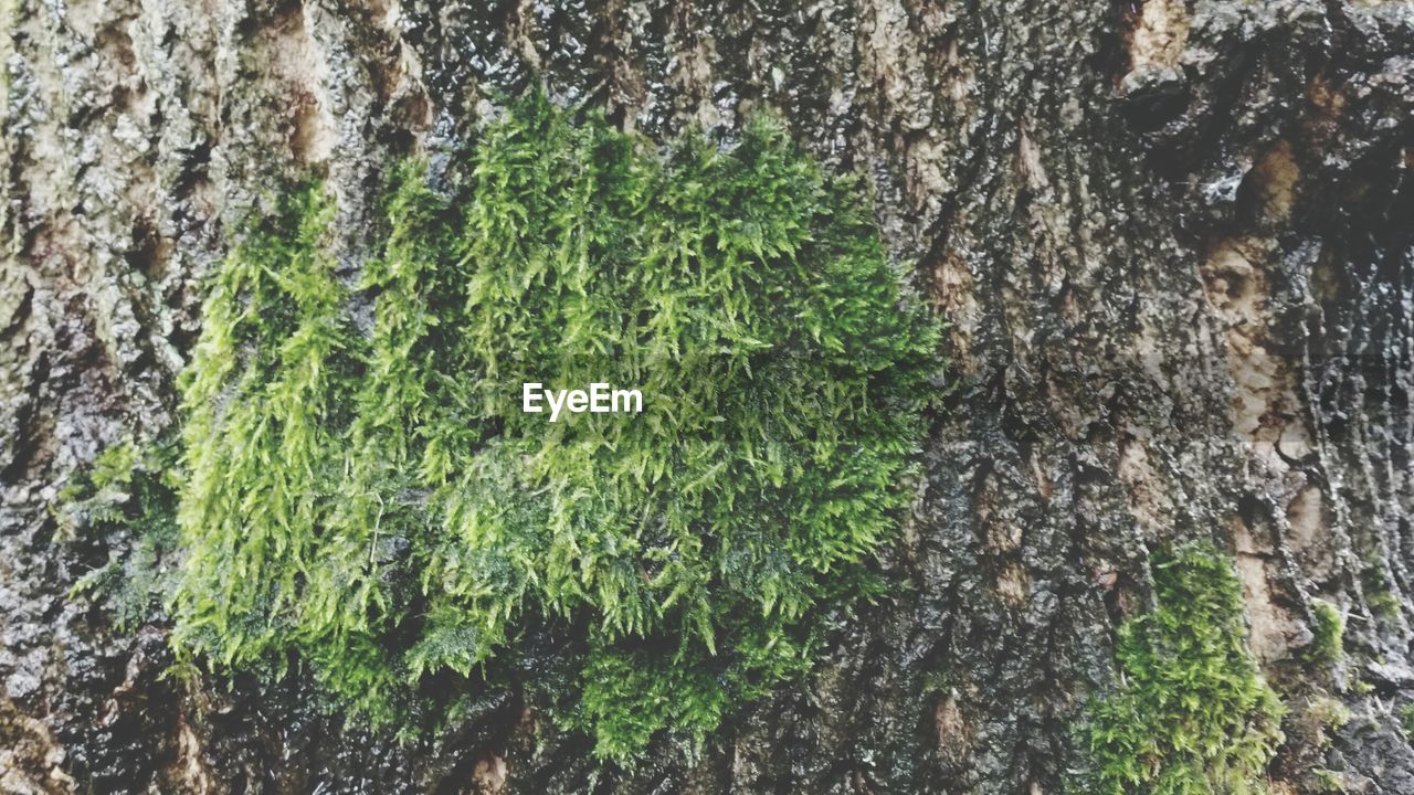 FULL FRAME SHOT OF TREE TRUNK
